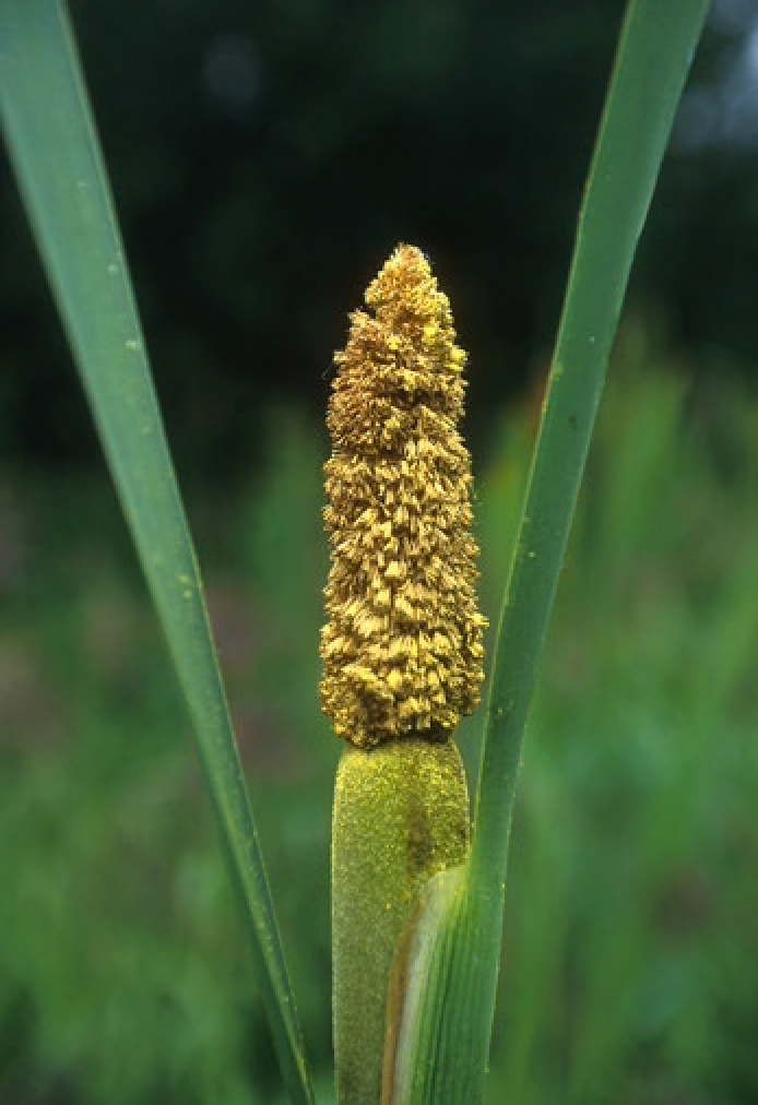 Alaskan Flower Essence Cattail Pollen
