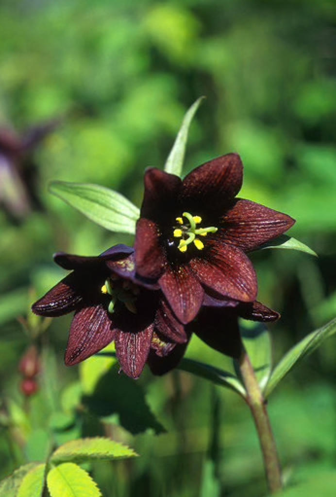 Alaskan Flower Essence Chocolate Lily