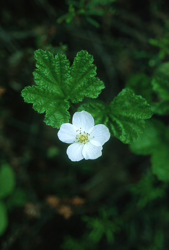 Alaskan Flower Essence Cloudberry