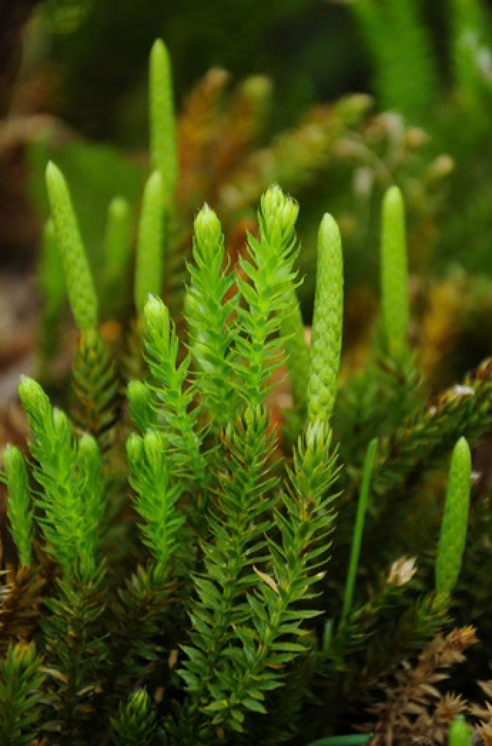 Alaskan Flower Essence Club Moss