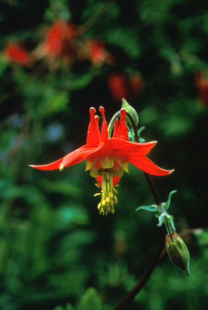 Alaskan Flower Essence Columbine