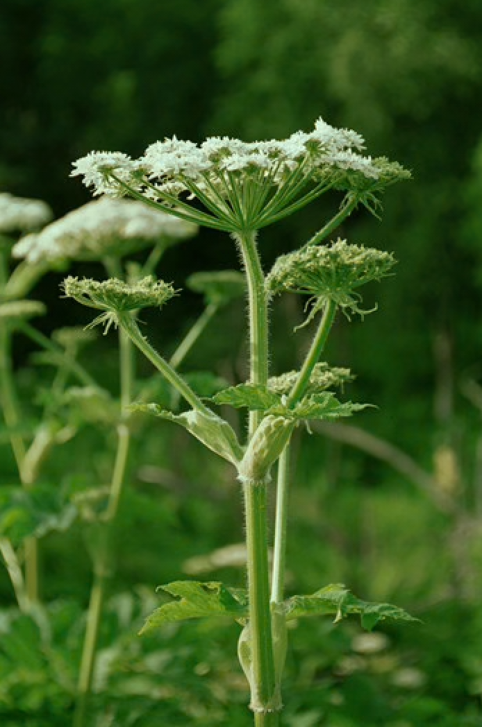 Alaskan Flower Essence Cow Parsnip