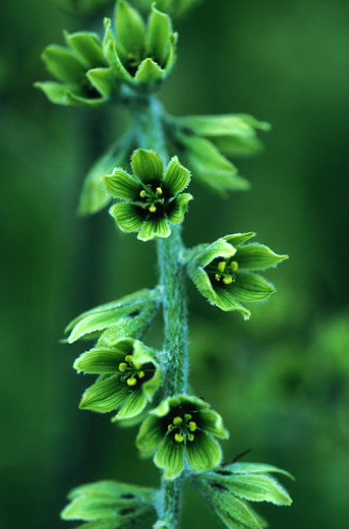 Alaskan Flower Essence False Hellebore
