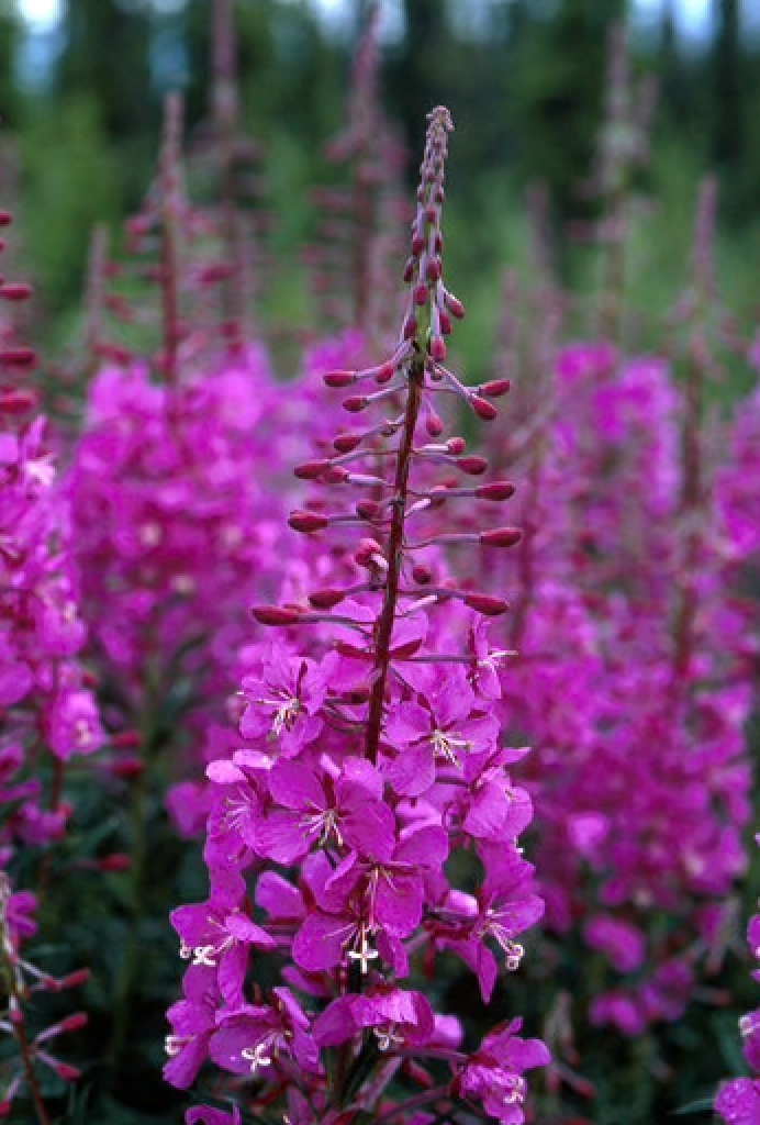 Alaskan Flower Essence Fireweed