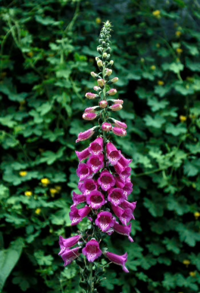 Alaskan Flower Essence Foxglove