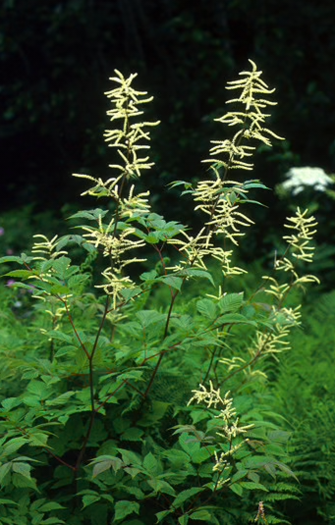 Alaskan Flower Essence Goatsbeard