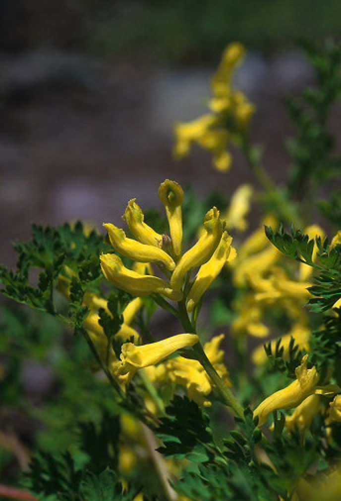 Alaskan Flower Essence Golden Corydalis