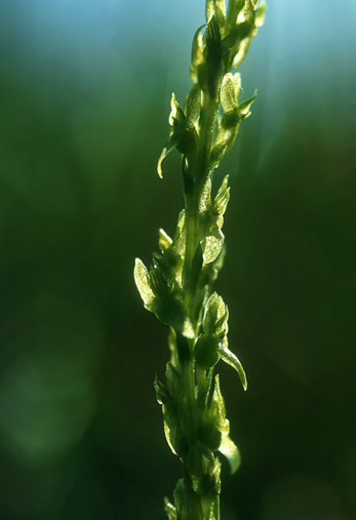 Alaskan Flower Essence Green Fairy Orchid