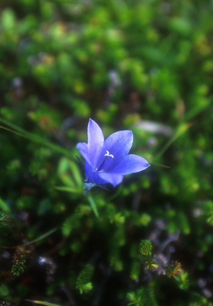 Alaskan Flower Essence Harebell