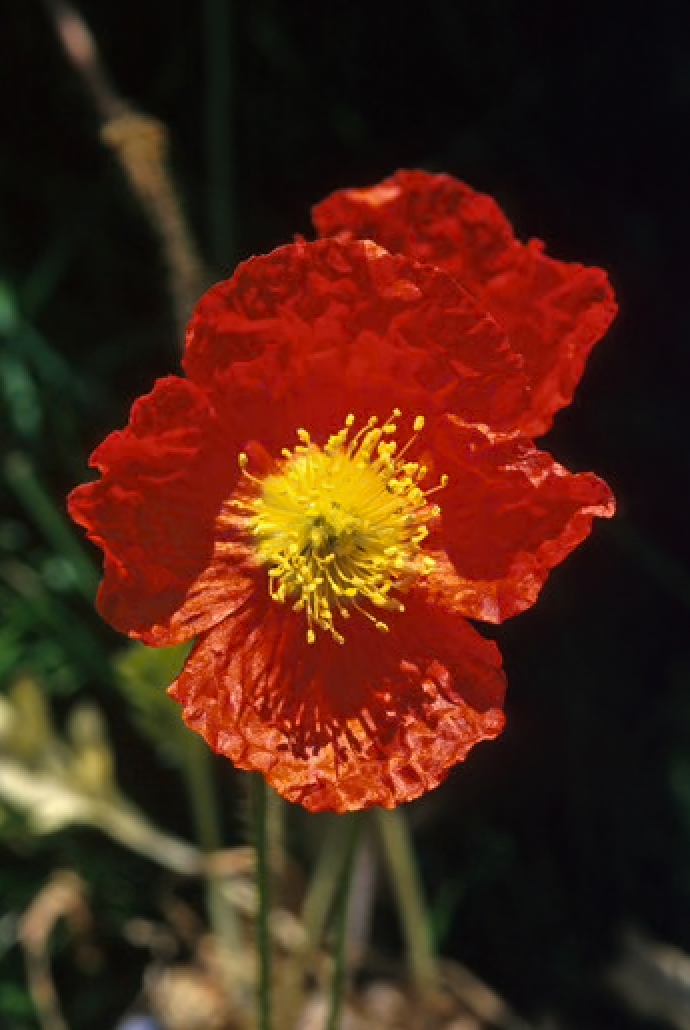 Alaskan Flower Essence Icelandic Poppy