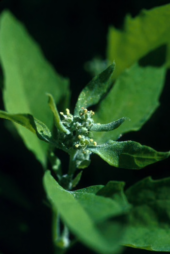 Alaskan Flower Essence Lamb's Quarters