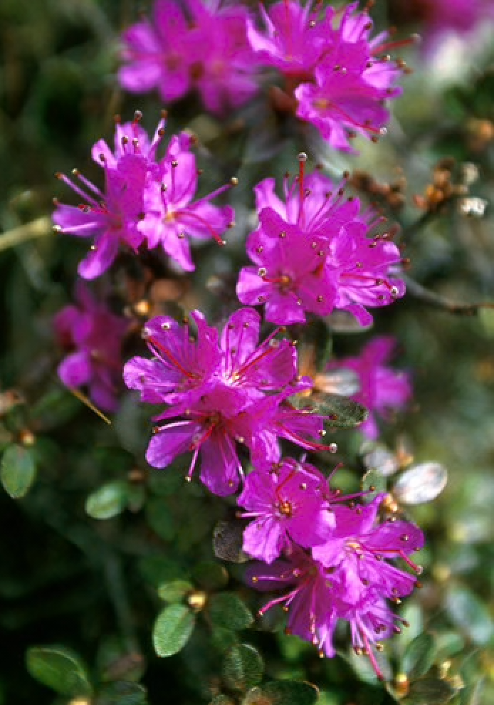 Alaskan Flower Essence Lapland Rosebay