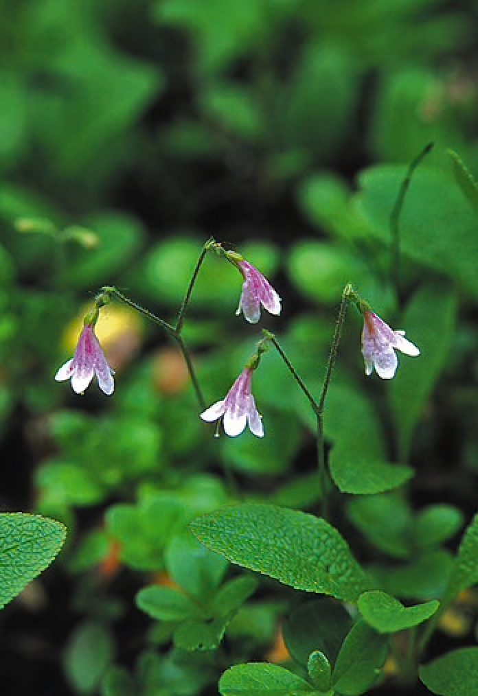 Alaskan Flower Essence Twinflower