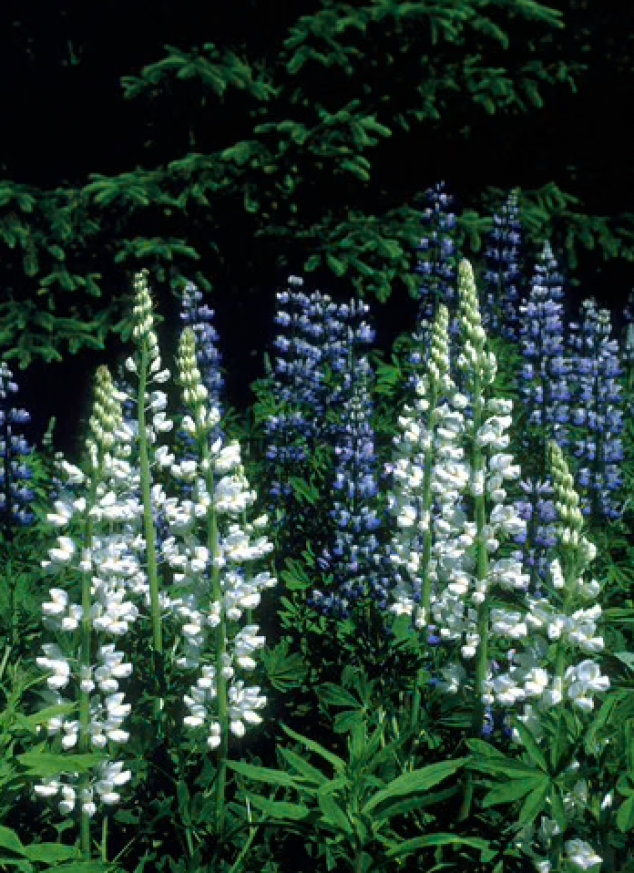 Alaskan Flower Essence White Lupine