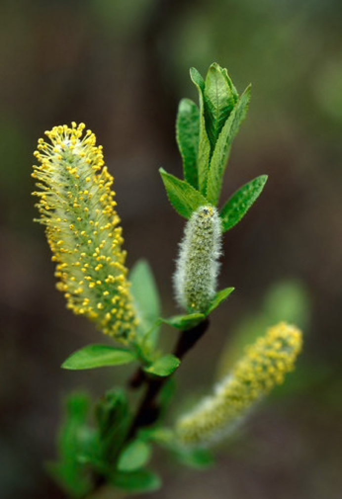 Alaskan Flower Essence Willow