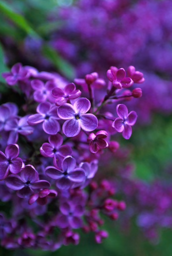 Alaskan Flower Essence Lilac