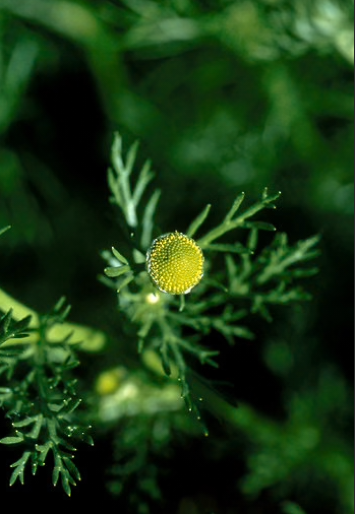 Alaskan Flower Essence Pineapple Weed