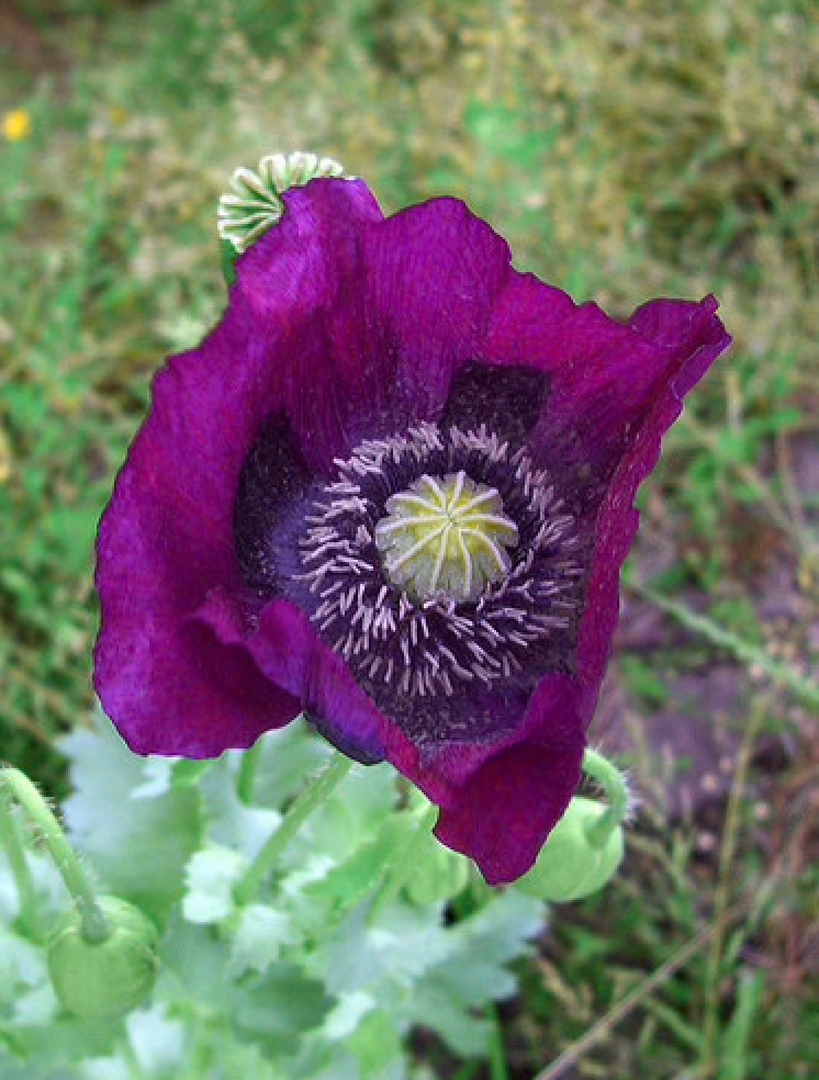 Alaskan Flower Essence Purple Poppy