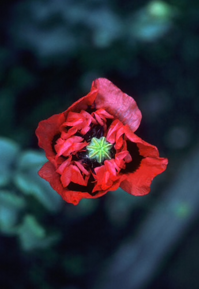 Alaskan Flower Essence Red-Purple Poppy