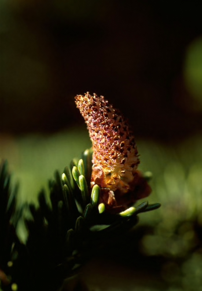 Alaskan Flower Essence Sitka Spruce Pollen