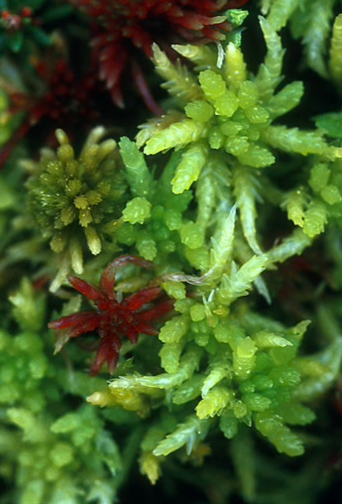 Alaskan Flower Essence Sphagnum Moss