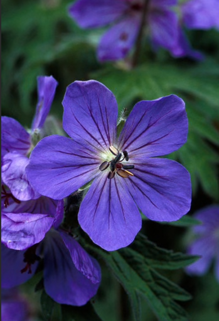 Alaskan Flower Essence Sticky Geranium