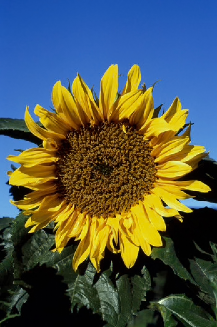 Alaskan Flower Essence Sunflower