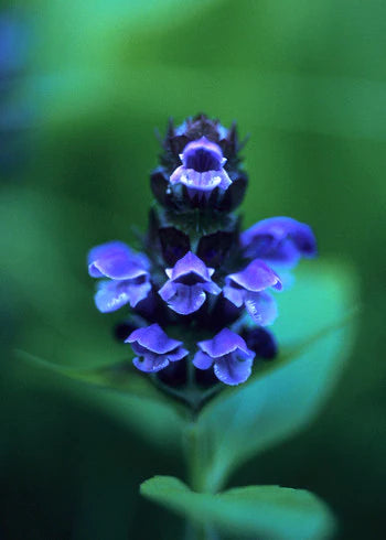 Alaskan Flower Essence Self-Heal
