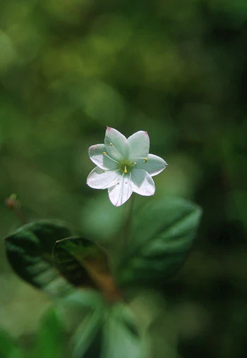 Alaskan Flower Essence Starflower