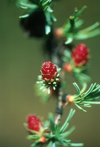 Alaskan Flower Essence Tamarack