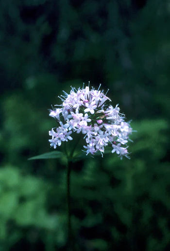 Alaskan Flower Essence Valerian