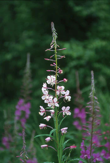 Alaskan Flower Essence White Fireweed