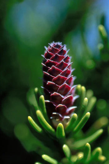 Alaskan Flower Essence White Spruce