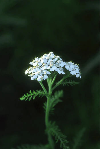 Alaskan Flower Essence Yarrow