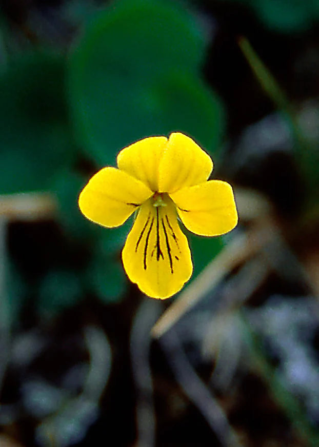 Alaskan Flower Essence Yellow Violet