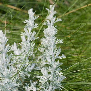 Cina maritima