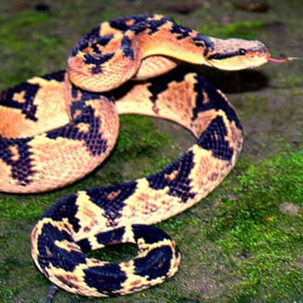 Lachesis muta