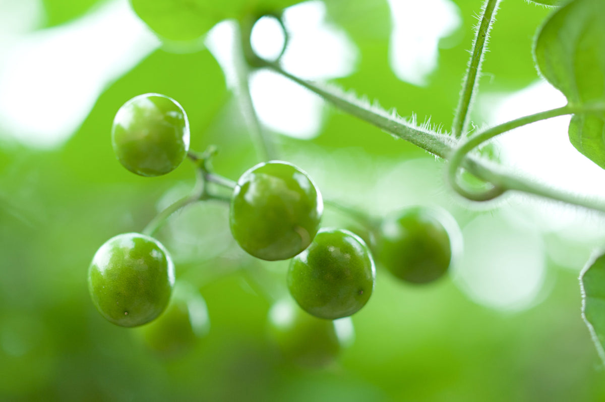 Cocculus indicus