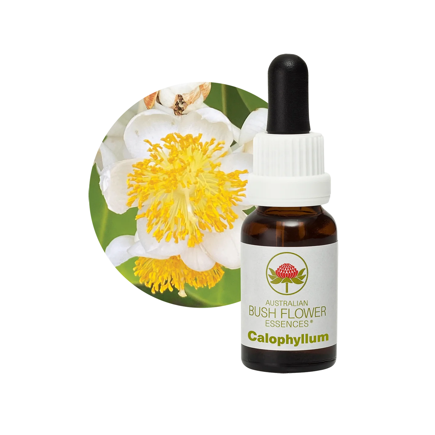 Calophyllum 30ml image 0