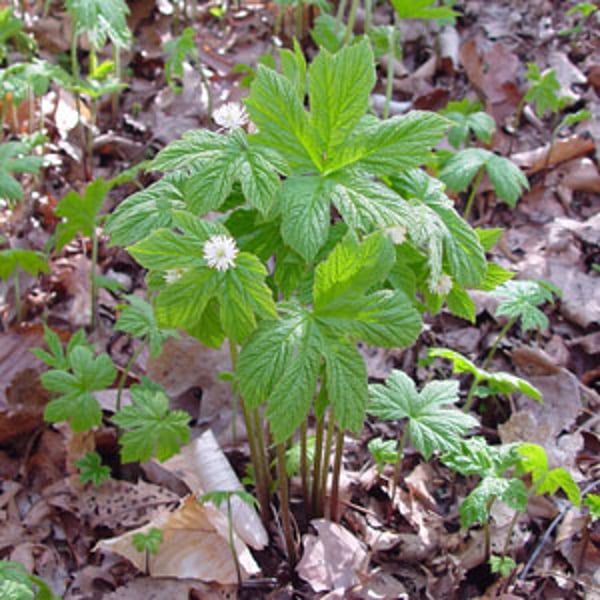 Hydrastis