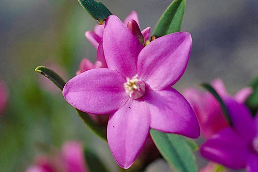 Australian Bush Flower Essences: Nurturing Family Well-being
