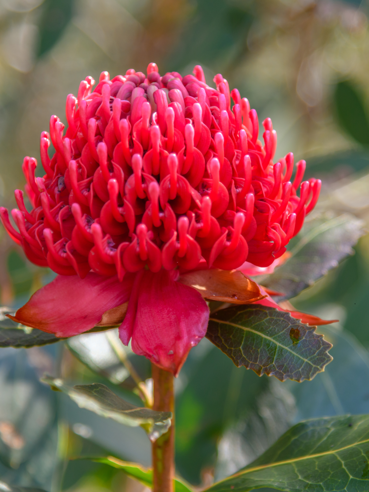 Dispensary Australian Bush Flower Essences