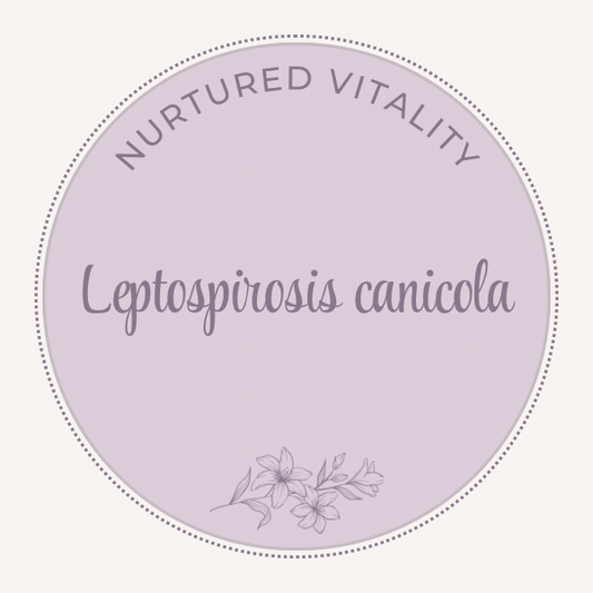 Leptospirosis canicola Nosode