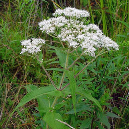 Eupatorium perfoliatum