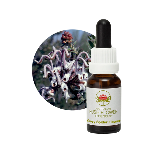 Grey Spider Flower 30ml image 0