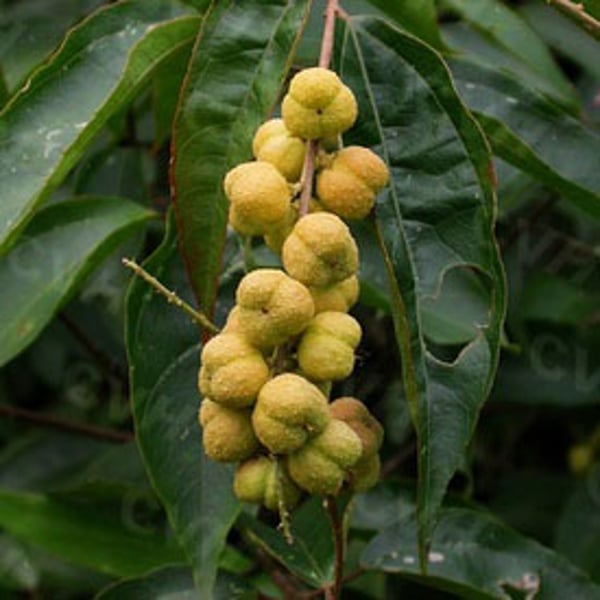 Croton tiglium