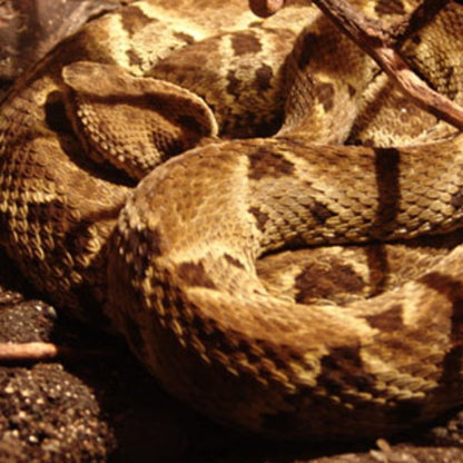 Bothrops atrox