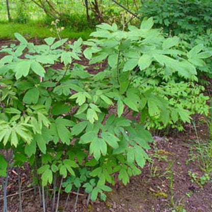 Caulophyllum thalictroides