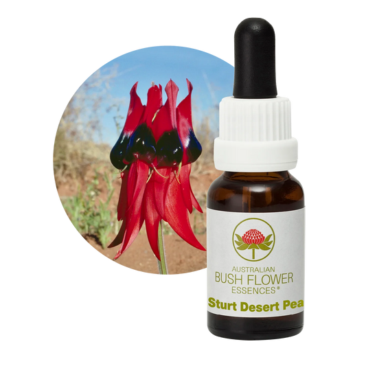 Sturt Desert Pea 30ml image 0