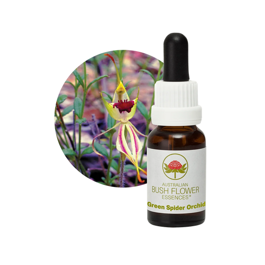 Green Spider Orchid 30ml image 0